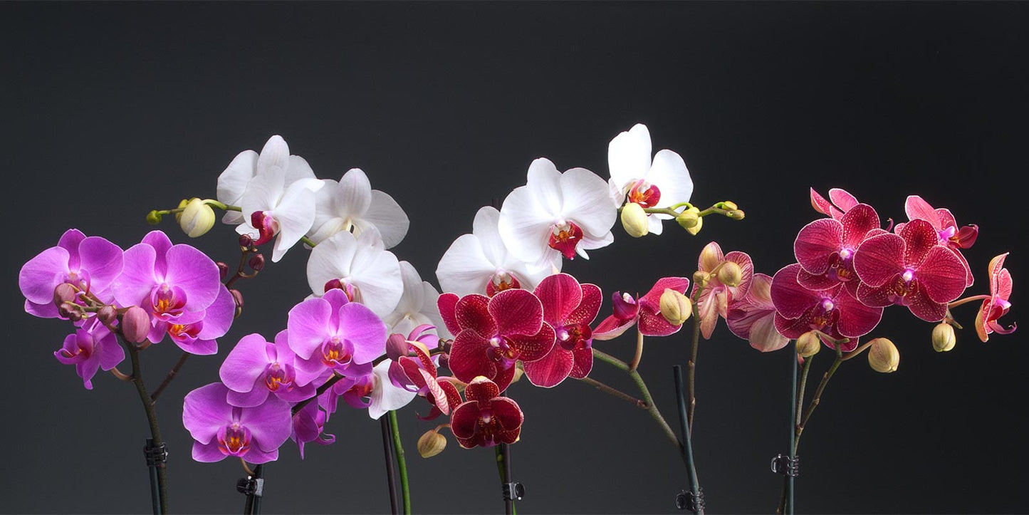 Orchids