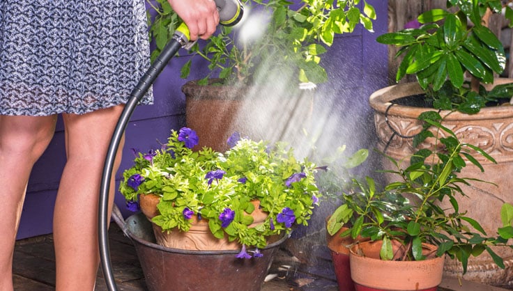 Mastering the Art of Watering Flowers in the Summer