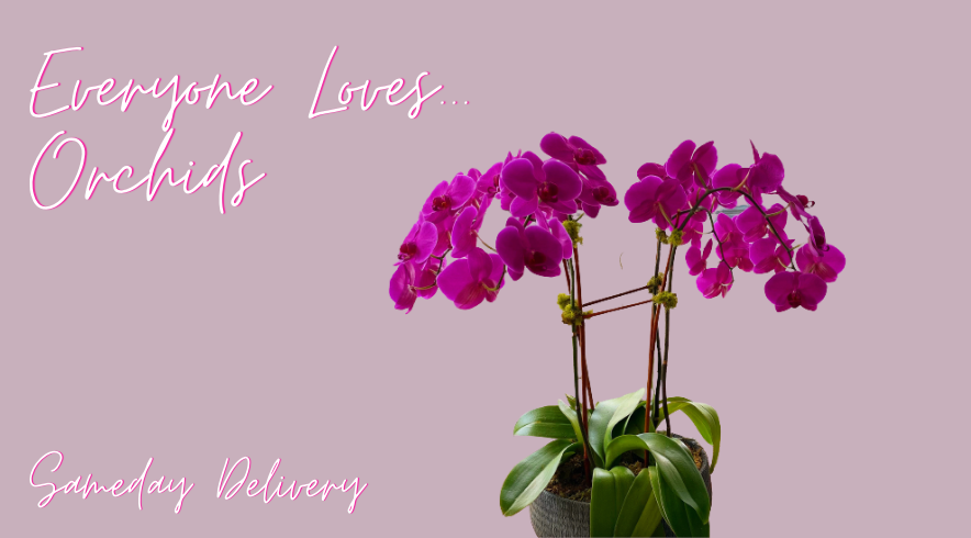 The Timeless Elegance of Orchids: A Perfect Gift for Any Occasion