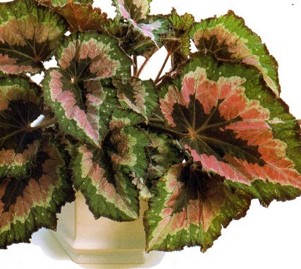 PAINTED-LEAF BEGONIA