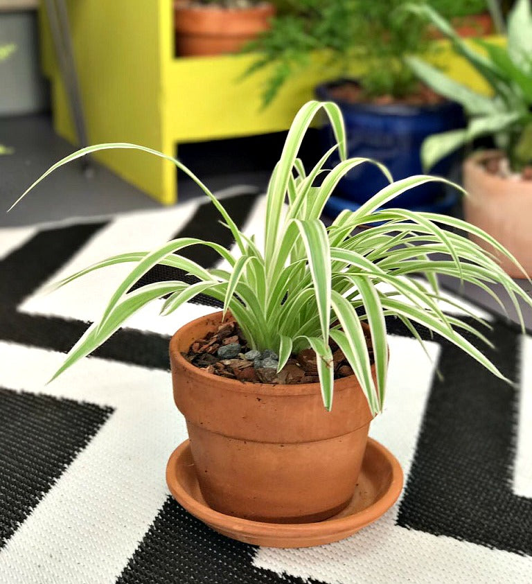 SPIDER PLANT