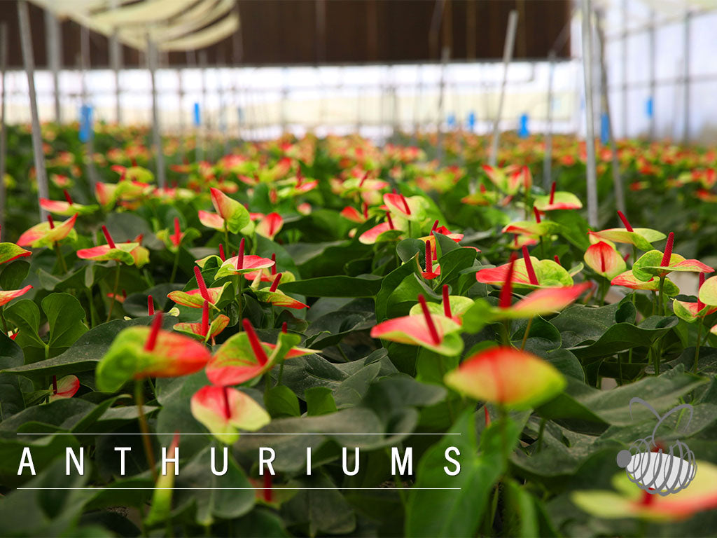 ANTHURIUM