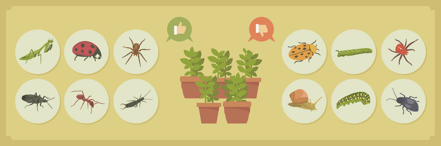 PLANT PESTS