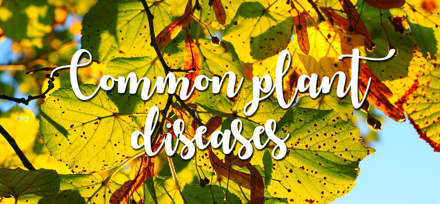PLANT DISEASES