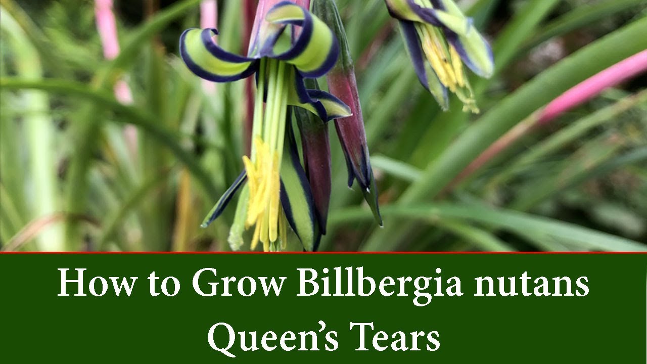 QUEENS TEAR
