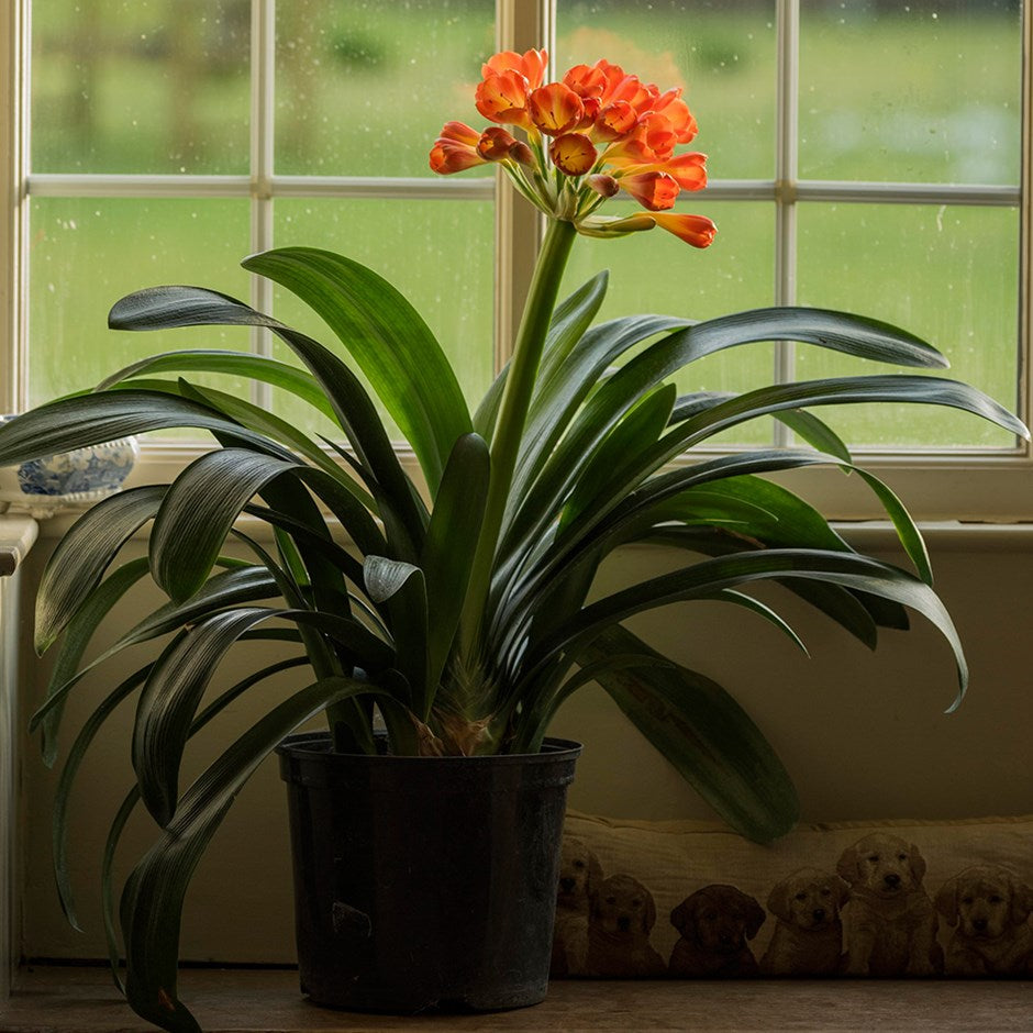 CLIVIA