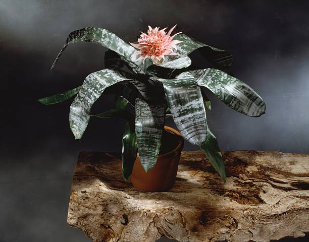 URN PLANT