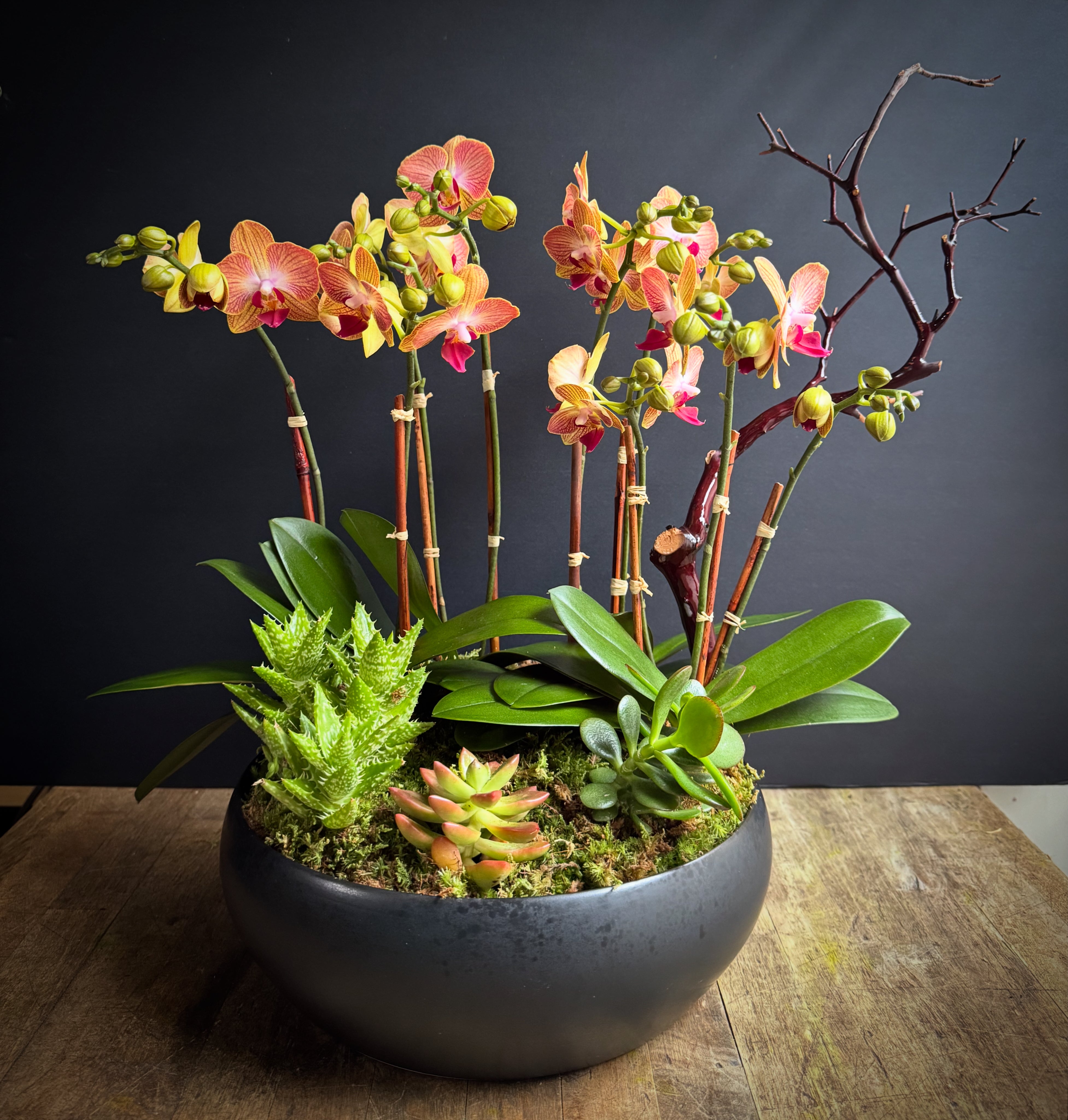 is an orchid a succulent Kaleidoscope Orchids with Succulents — NYC Delivery