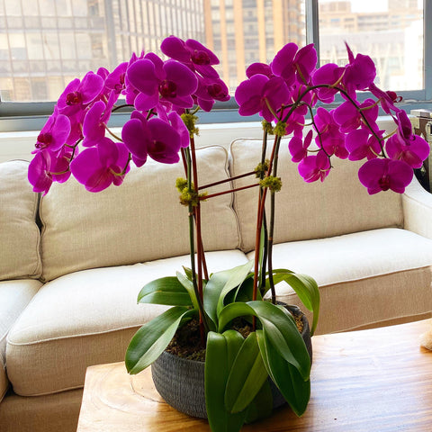 Purple Orchids luxury