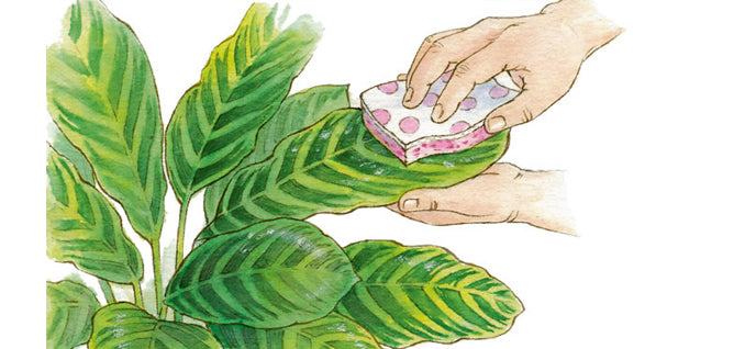 Feed your plant