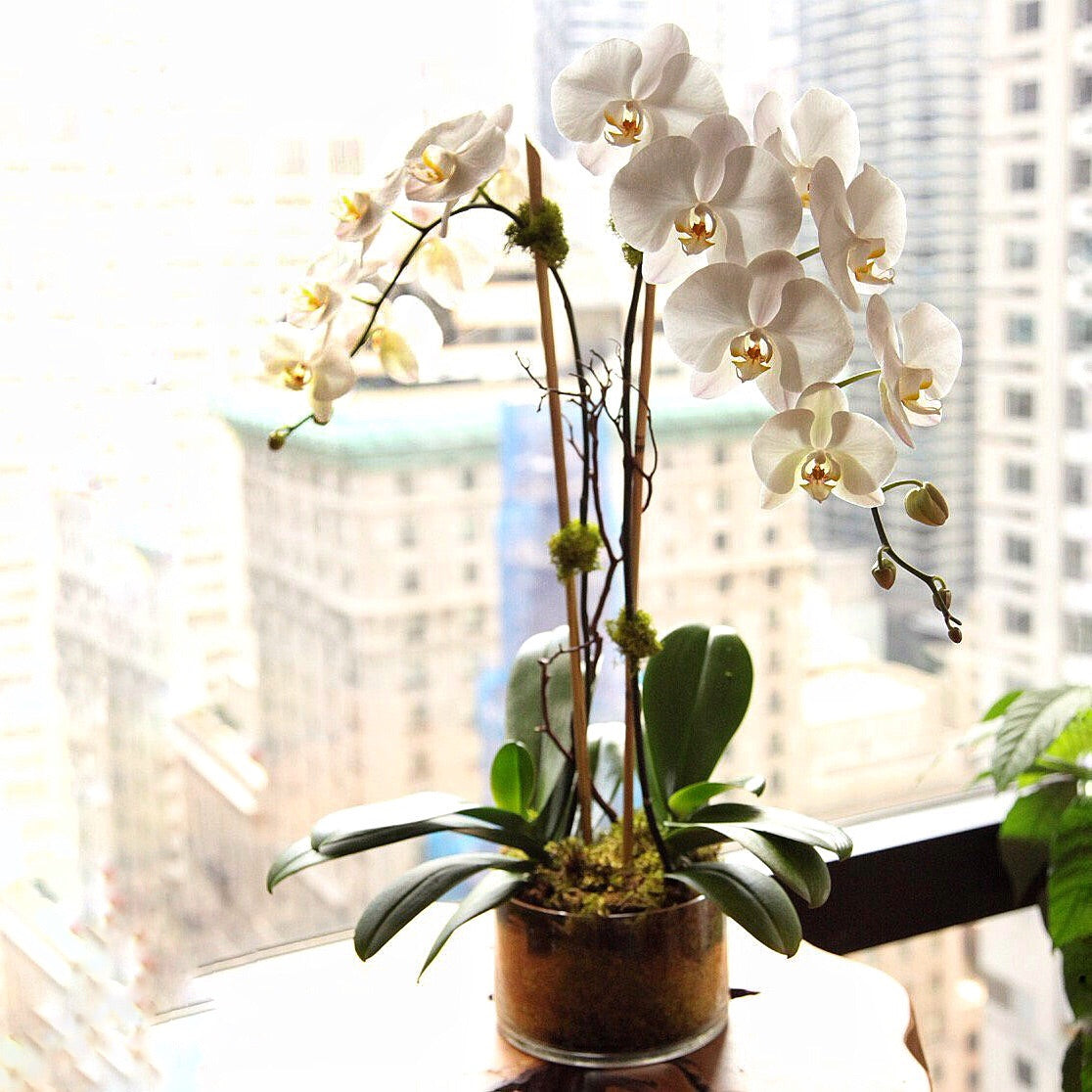 Double white orchid — Father's Day gift, Alaric Flower Design NYC