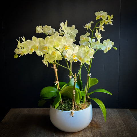 Orchids