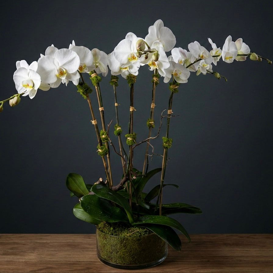 6 White Phalaenopsis Orchids — orchid arrangement — same-day delivery NYC
