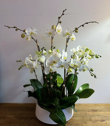 Luxury orchids in white ceramic vase for New York delivery by best florist 