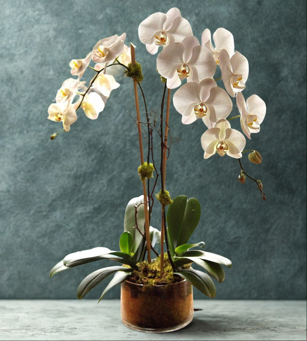 Moth Orchid, Serene, Elegant, Spa-like, Minimalist Sophistication. Ivory, Soft blush white, Butter yellow, Caramel, Warm amber bronze