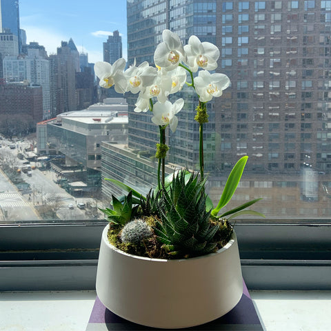 Mini orchids and succulents