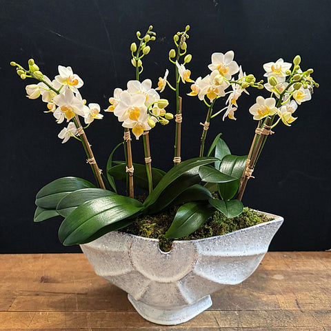Luxury mini white orchids in unique ceramic vase for New York delivery 
