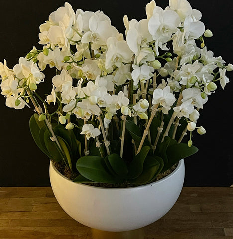 Orchids online order same day delivery. White Phalaenopsis orchids by New York florist 