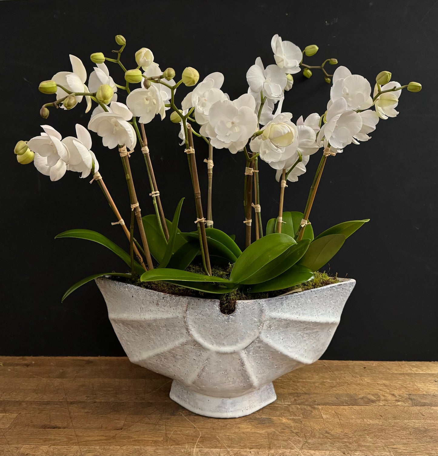 Phalaenopsis Orchid, Serene, Modern Luxury, Zen-like Calm, Minimalist Elegance. White