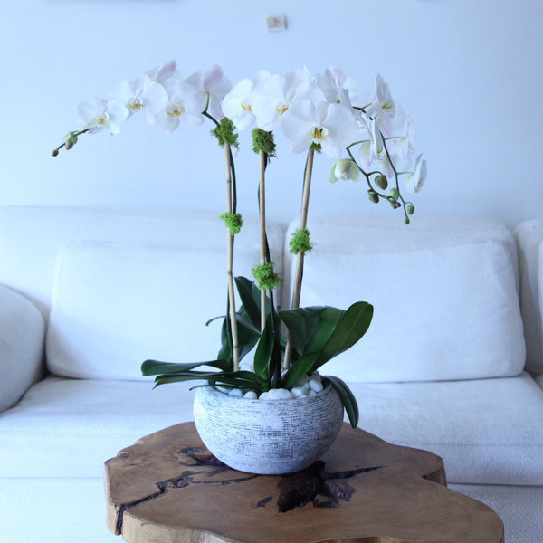 Triple White Orchids - same day best orchids flower delivery Manhattan Midtown NYC New York 10019 10022 - buy send orchids - corporate flowers