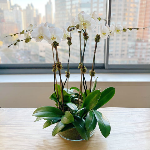 Alaric Flowers - long lasting white orchids - same day flower delivery and gift create basket delivery Manhattan Midtown NYC New York 10019 10022 10023 orchids