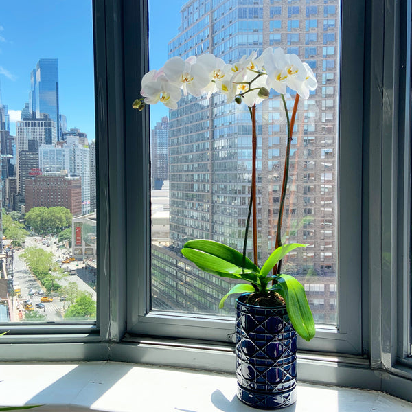 orchids new york buy send orchid plants flowers NY
