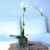 Single White Phalaenopsis Orchid