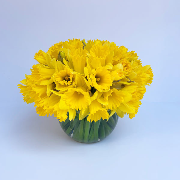 Alaric Flowers - Daffodils - same day flower delivery and gift create basket delivery Manhattan Midtown NYC New York 10019 10022 10023 orchids