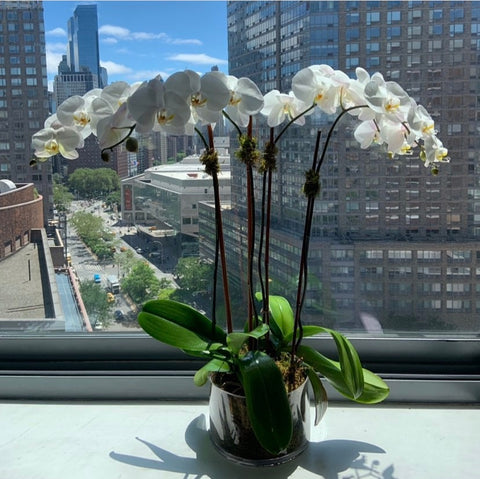 City Orchids