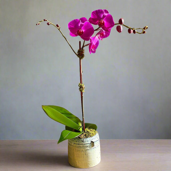 buy send orchid new york gift online 