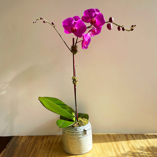 buy send orchid new york gift online 