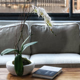 White phalaenopsis orchid for same day delivery new york